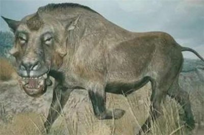 ​古巨猪：存在于隔绝当前有3500万年之前（北美西部）