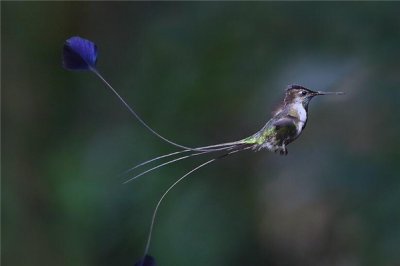 ​叉扇尾蜂鸟：秘鲁的博有物种（羽毛有三个脸色）