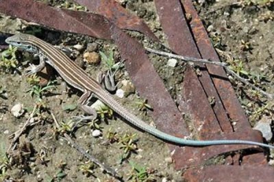 ​亚利桑那鞭尾蜥:美国的私有种_长有鞭子状的蓝色长尾