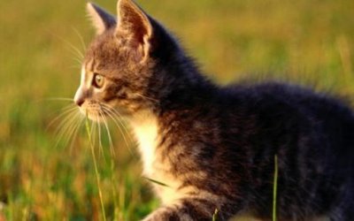 ​猫咪走丢了 让猫咪自己回家的技巧与注意事项