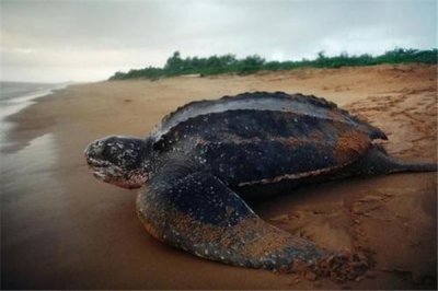 ​革龟：原产于大西洋和太平洋（喜欢温暖海域）