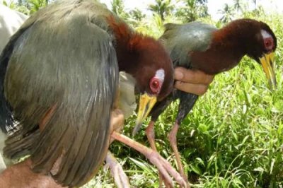 ​塔劳秧鸡:一种仅分布于印尼的水鸟_喜欢一夫一妻制