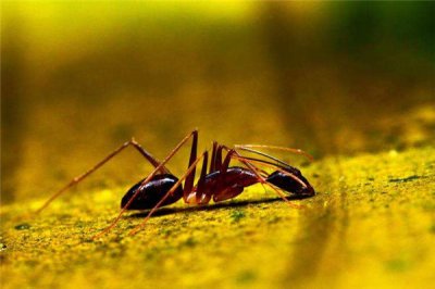 ​中国私有蚂蚁黄斑弓背蚁 在中国境内广大分散