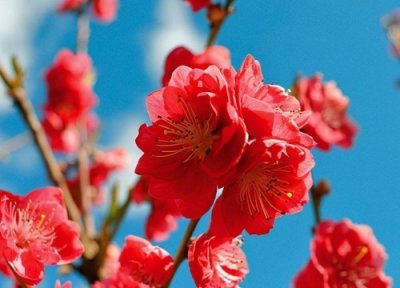 ​观赏桃花十大品种：寿星桃花上榜，绛桃排榜首