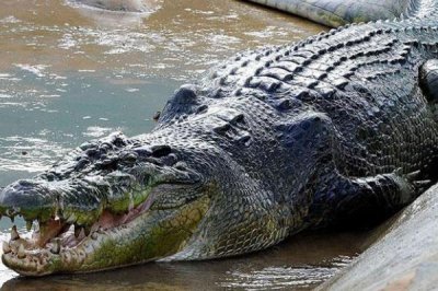 ​海水鳄:鳄鱼中体型最大的物种_体长最多可达7米