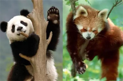 ​小熊猫跟大熊猫的辨别：二者没有属于一致个物种（珍稀动物）