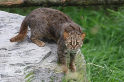 ​锈斑豹猫:世界上体型最小的猫科动物_体沉仅0.8公斤
