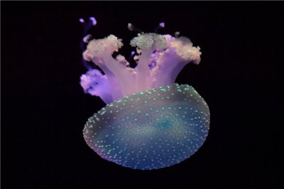 ​澳洲雀斑水母：淡蓝色的生物（身材中含有藻类物资）