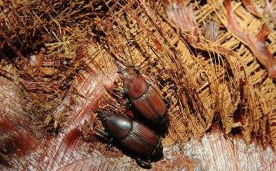 ​世界上杀不死的十大生物 水熊虫生命力顽强(适应能力强)