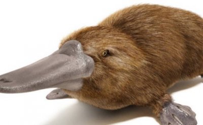 ​世界上最原始的哺乳动物 2500万年前就已经出现(鸭嘴兽)
