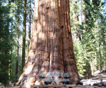 ​世界最大的生物-雪曼将领树,树名的来由