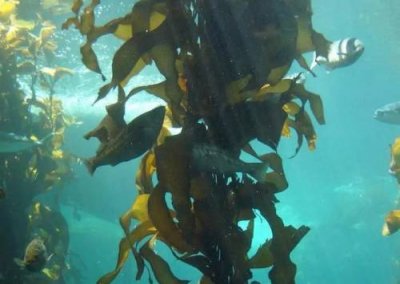 ​海带是什么植物类别（海带是什么植物类群）