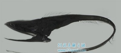 ​清点深海六大恐惧生物 瞅完之后别干恶梦了