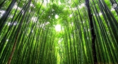 ​寰球十大最美的树隧讲，梦境的天堂之路_尘世仙境