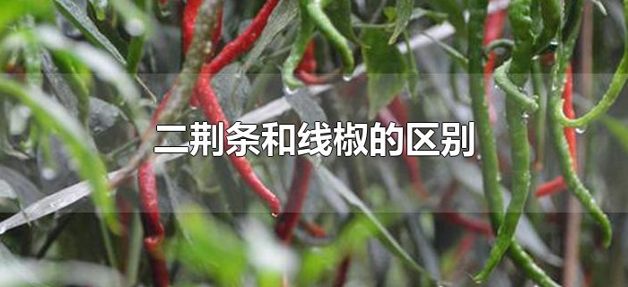 二荆条和线椒的区别
