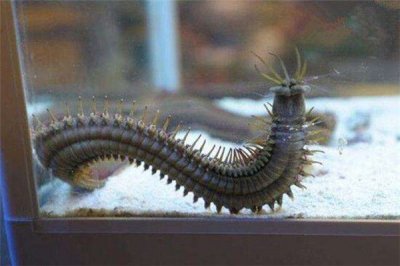 ​矶沙蚕和专比特虫谁利害 专比特虫和矶沙蚕存在情况