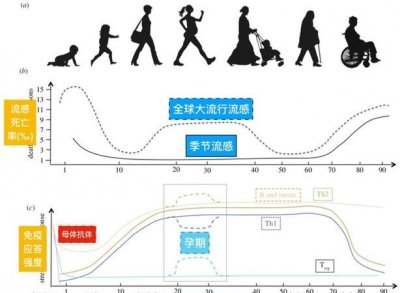 ​哪些年龄段属于成年期，初中生处于生长发育的什么期？