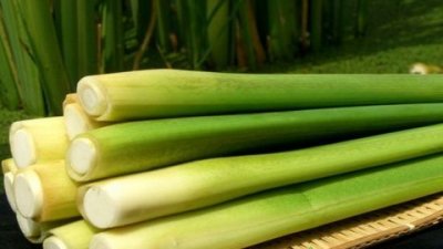 ​茭白可以冷冻保存,剥好的茭白冷藏还是冷冻好