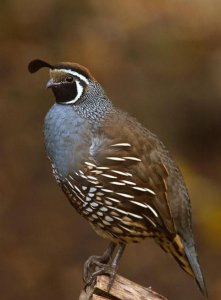 ​天鸡是什么鸟,关于春节的民间风俗