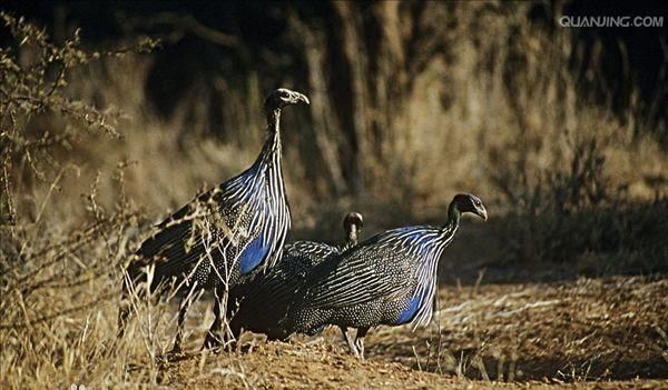 中国传统文化作文三年级下册300字
