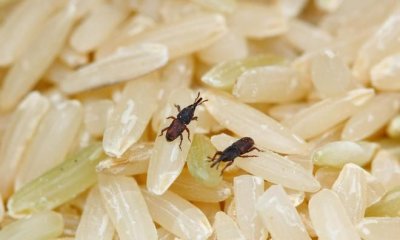 ​大米怎么存放才能不生虫子,大米怎么保存不生虫子,夏天大米的储存方法 – 天气加