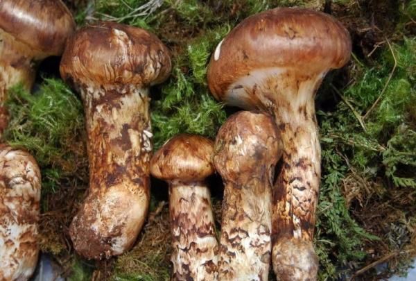 松茸保存是冷藏还是冷冻,干松茸保存是冷藏还是冷冻图3