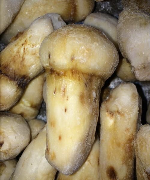 干松茸保存是冷藏还是冷冻