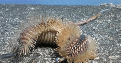 ​造型怪僻的生物由什么生物变异而来