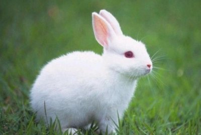 ​野兔子怎么过冬,野外兔子冬天怎么过冬蚂蚁庄园