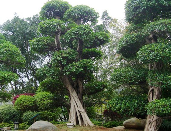 万万别种!十种招鬼的树,芭蕉树易招引阴秽之物(女鬼附着物)