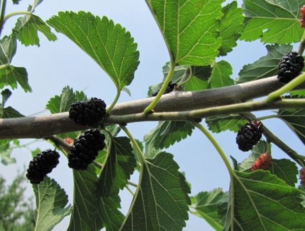 万万别种!十种招鬼的树,芭蕉树易招引阴秽之物(女鬼附着物)