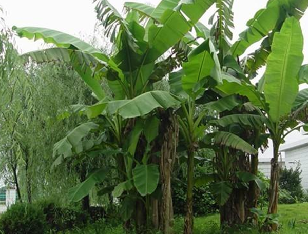 万万别种!十种招鬼的树,芭蕉树易招引阴秽之物(女鬼附着物)