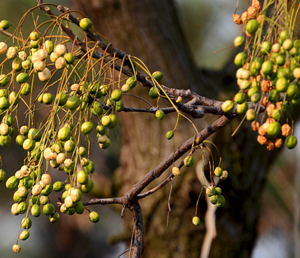 万万别种!十种招鬼的树,芭蕉树易招引阴秽之物(女鬼附着物)