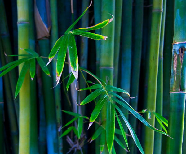万万别种!十种招鬼的树,芭蕉树易招引阴秽之物(女鬼附着物)