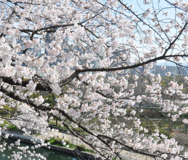 万万别种!十种招鬼的树,芭蕉树易招引阴秽之物(女鬼附着物)