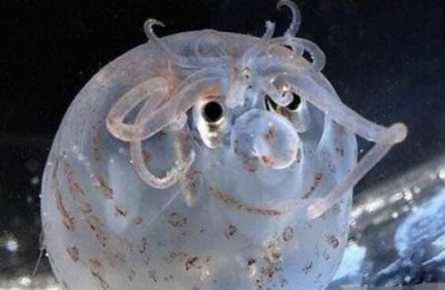 ​常睹的小猪章鱼会发光，面戴浅笑圆滔滔的萌化民心