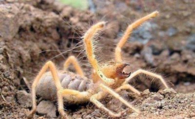 ​食人巨蛛巨骆驼蜘蛛，鲸吞美国大卒的猖獗躲日蛛_图片