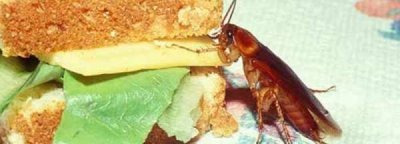 ​被蟑螂爬过的东西还能吃,蟑螂有毒爬过的东西可以吃吗
