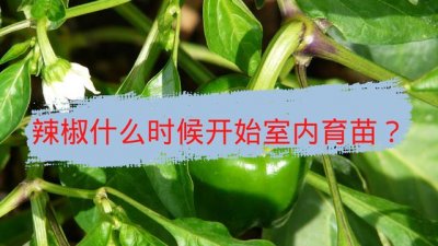 ​辣椒育苗时间与方法（辣椒什么时候育苗）