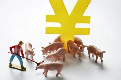 ​如何确定猪价的上涨（4个原因让猪价连续上涨）