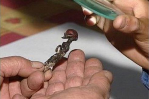 18公分小人搞尸之谜 世界上实拍果然小小人简直案例