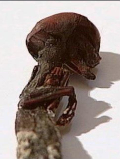 18公分小人搞尸之谜 世界上实拍果然小小人简直案例