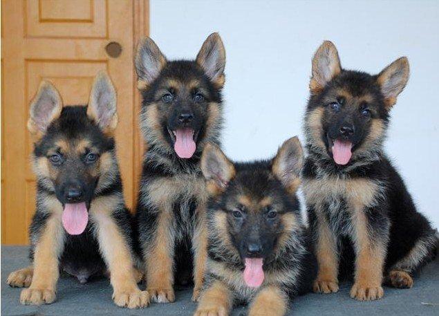 训练德国牧羊犬的简单方法（德国牧羊犬的训练技巧）(2)