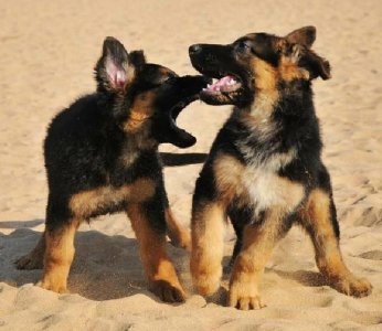 ​训练德国牧羊犬的简单方法（德国牧羊犬的训练技巧）