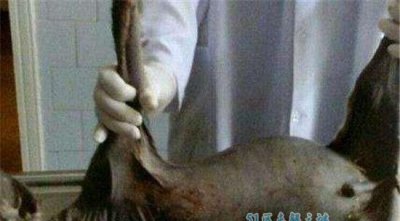 ​水山公为什么要拉人?科学家以为它不过水獭?