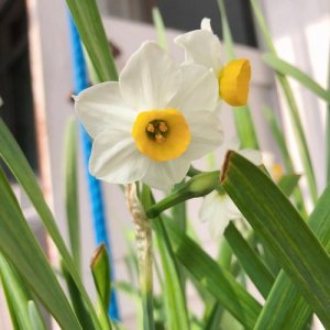 ​水仙花几点开花（水仙花每日几点钟开花）