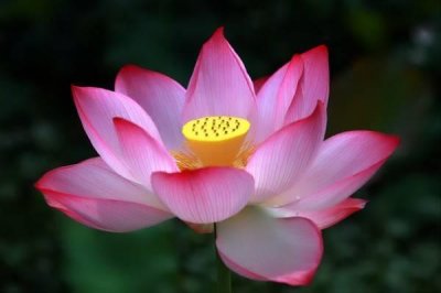 ​荷花的寓意和象征（荷花的象征意义）