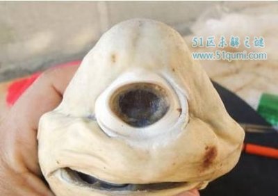 ​独眼鲨鱼长什么样?独眼鲨鱼恐惧的变异物种