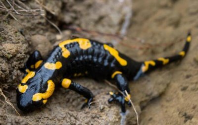 ​蝾螈有毒吗，好像蜥蜴有毒（娇小心爱没有提议豢养）