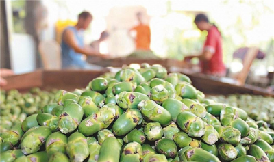 ​槟榔加烟有什么妨害 槟榔加烟有五种妨害